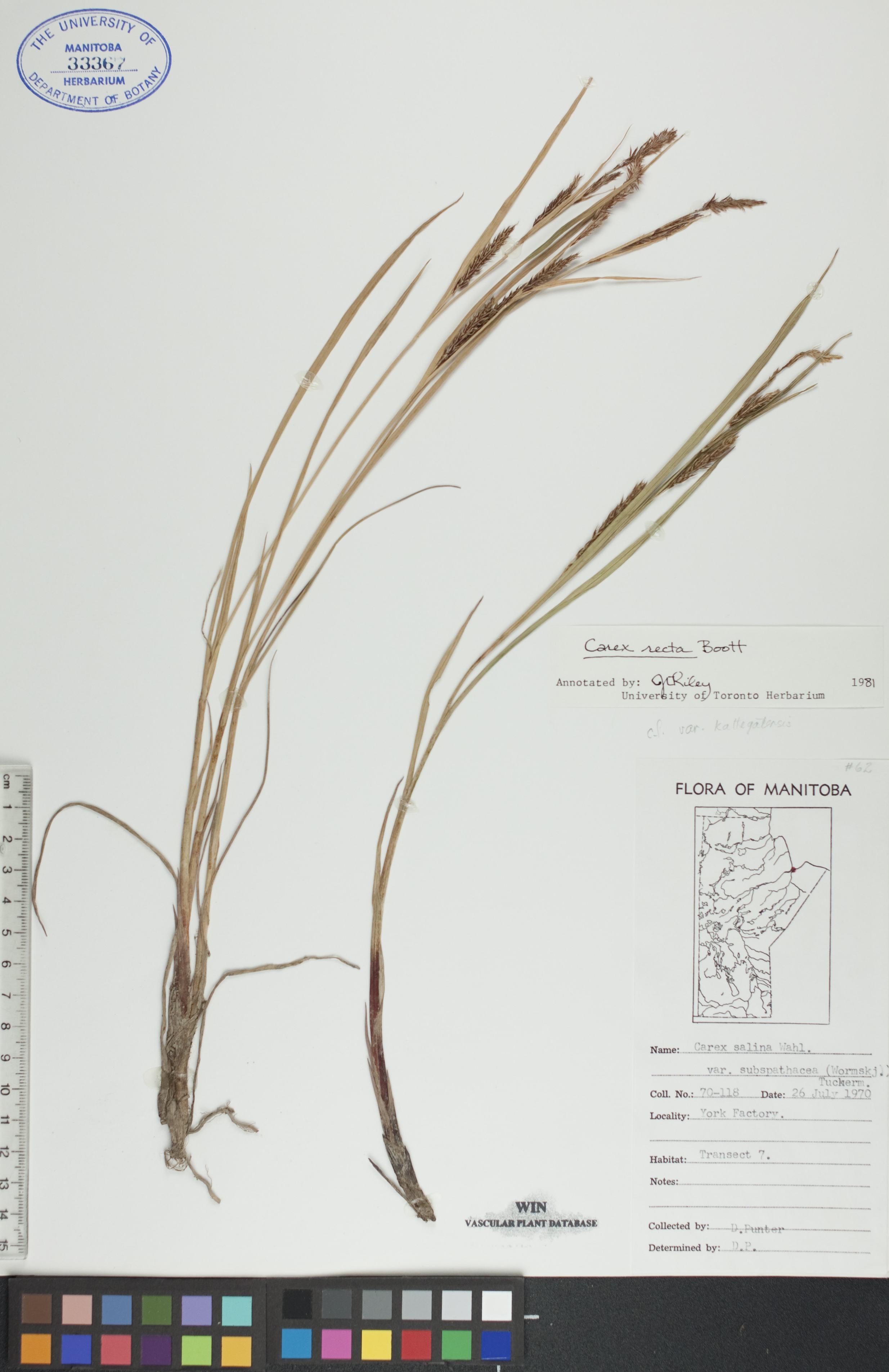 Carex recta image